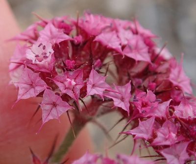 Chorizanthe douglasii, photographed by Henrik Kibak