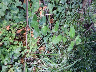 Rhamnus alaternus, photographed by Jon Sullivan