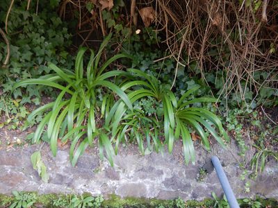 Agapanthus praecox, photographed by Jon Sullivan