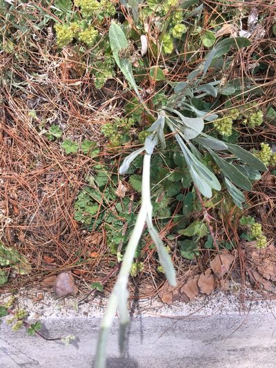 Packera bellidifolia, photographed by harrier
