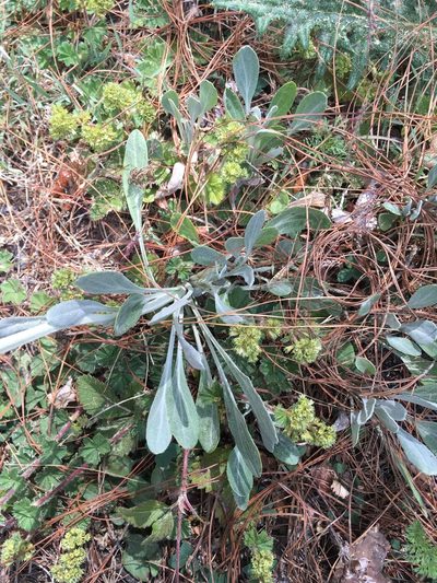 Packera bellidifolia, photographed by harrier