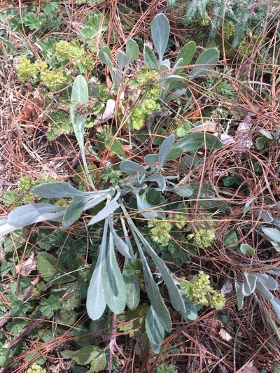 Packera bellidifolia, photographed by harrier