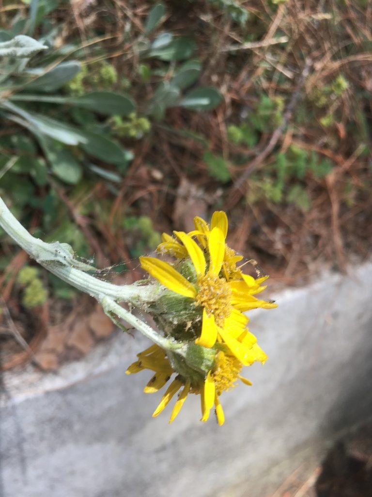 Packera bellidifolia, photographed by harrier