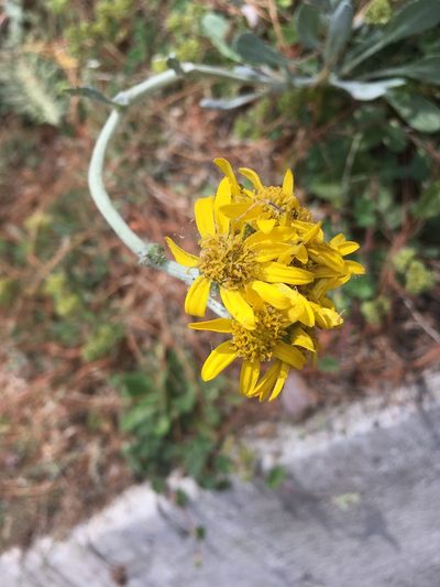 Packera bellidifolia, photographed by harrier