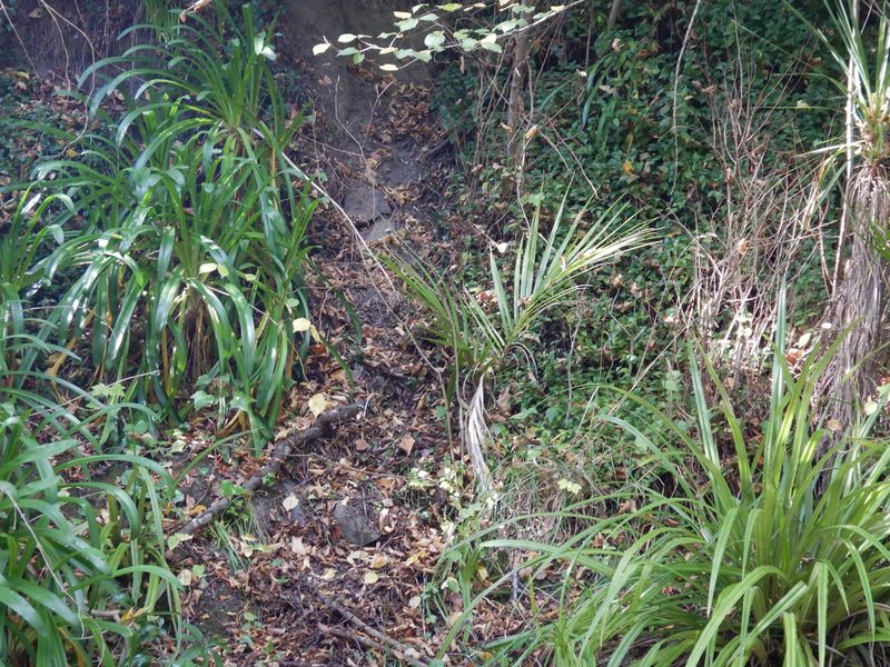 Rhopalostylis sapida, photographed by Jon Sullivan