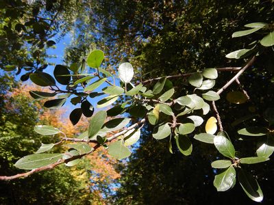 Rhamnus alaternus, photographed by Jon Sullivan