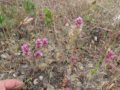 Castilleja exserta, photographed by Henrik Kibak