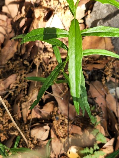 Carlowrightia linearifolia, photographed by Jo Roberts