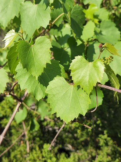 Vitis monticola, photographed by Jo Roberts
