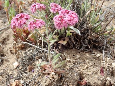 Chorizanthe douglasii, photographed by Henrik Kibak