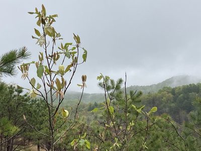Magnolia fraseri, photographed by Hill Craddock