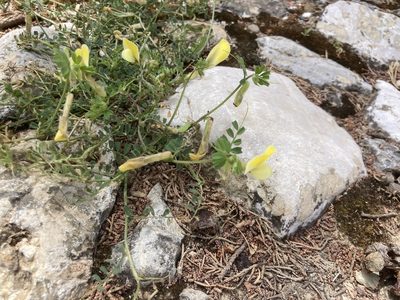 Vicia hybrida, photographed by Andre Hosper