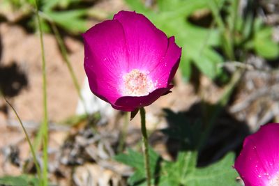 Callirhoe involucrata, photographed by Jay Pruett