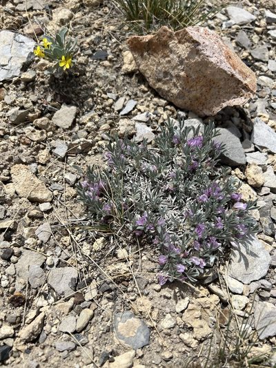 Astragalus tridactylicus, photographed by Jared Shorma
