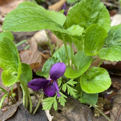 Viola odorata, photographed by Dag Endresen