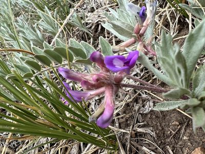 Astragalus shortianus, photographed by Jared Shorma