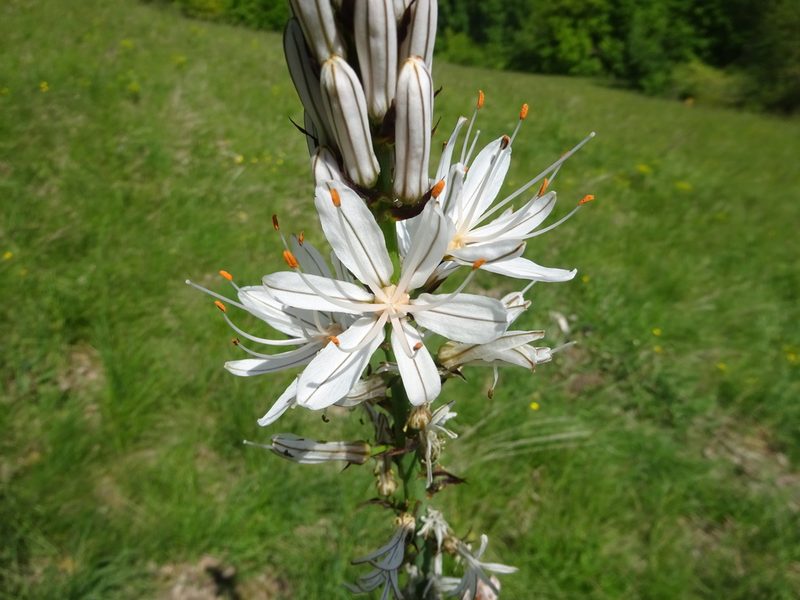 Asphodelus albus, photographed by Guillaume Hoffmann