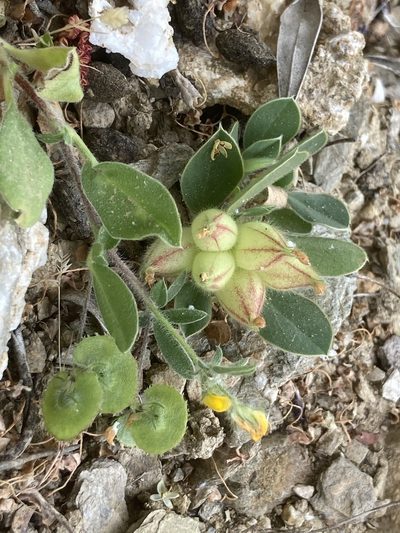 Anthyllis circinnata, photographed by Andre Hosper