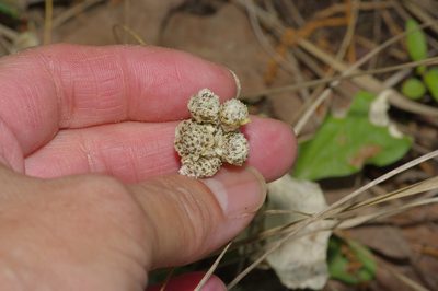 Antennaria parlinii, photographed by Michelle W. （鍾偉瑋）