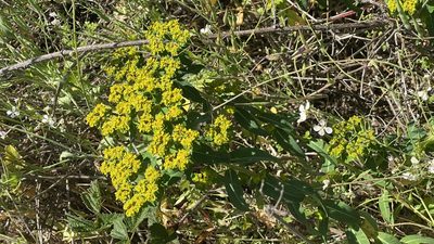 Euphorbia oblongata, photographed by Sterling Sheehy