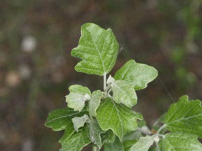Populus alba, photographed by Alexis Tinker-Tsavalas