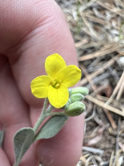 Physaria montana, photographed by Jared Shorma