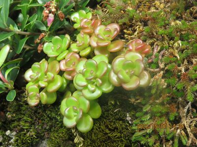 Sedum oreganum, photographed by Steve Wells