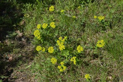 Euphorbia verrucosa, photographed by Felicia Seichter