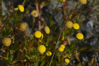 Cotula coronopifolia, photographed by Nathanael Aff