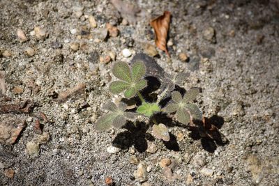 Lupinus hirsutissimus, photographed by velodrome