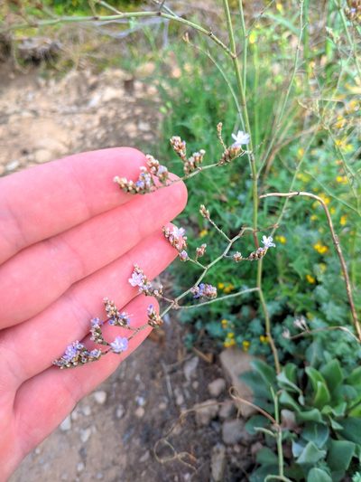 Limonium biflorum, photographed by Denys Vynokurov