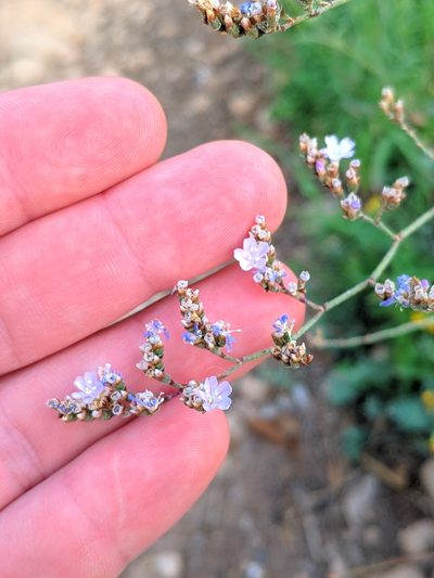 Limonium biflorum, photographed by Denys Vynokurov