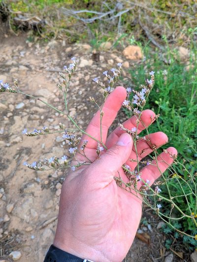 Limonium biflorum, photographed by Denys Vynokurov
