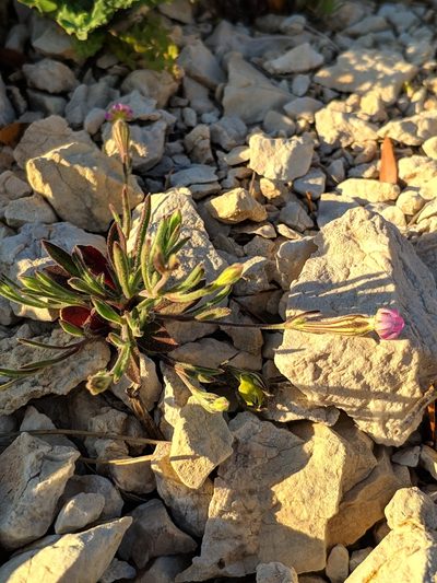 Silene secundiflora, photographed by Denys Vynokurov