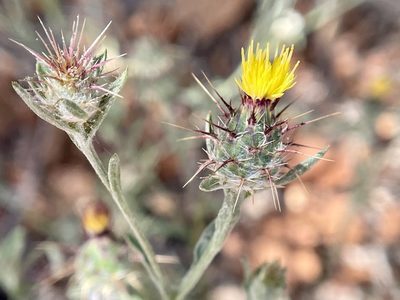 Centaurea melitensis, photographed by Dutza K.