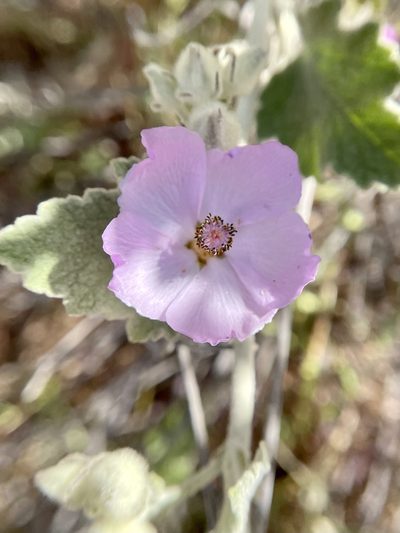 Malacothamnus fremontii, photographed by Dutza K.