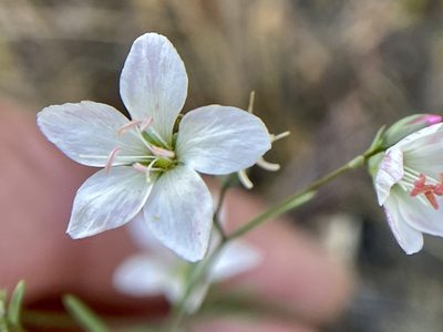 Linum californicum, photographed by Dutza K.