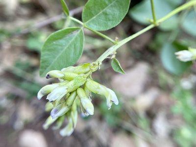 Rupertia physodes, photographed by Dutza K.
