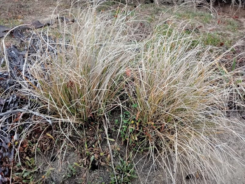 Carex litorosa, photographed by John Barkla