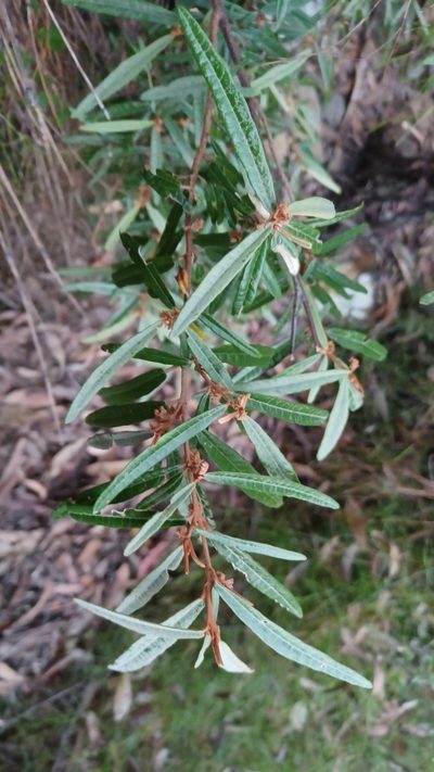 Lasiopetalum ferrugineum, photographed by Peter Crowcroft