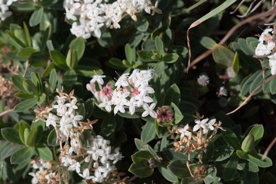 Pimelea linifolia, photographed by Bruce Cathie