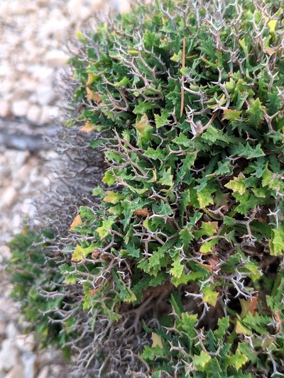 Launaea cervicornis, photographed by Denys Vynokurov