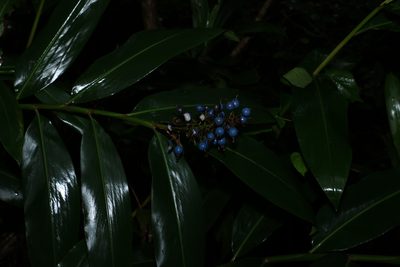Alpinia caerulea, photographed by Greg Tasney
