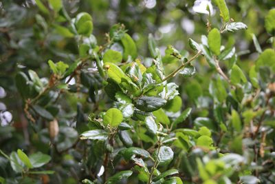 Quercus agrifolia, photographed by Wendy St. John