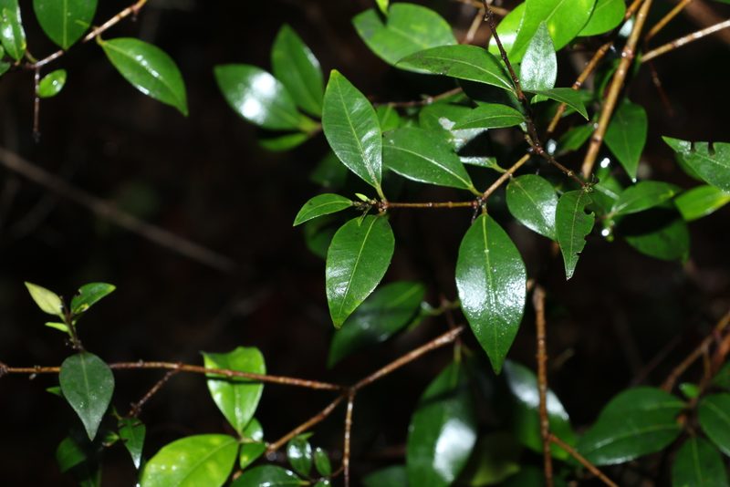 Backhousia myrtifolia, photographed by Greg Tasney