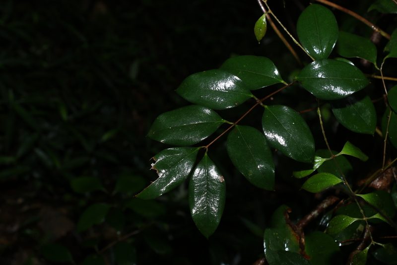 Ripogonum brevifolium, photographed by Greg Tasney