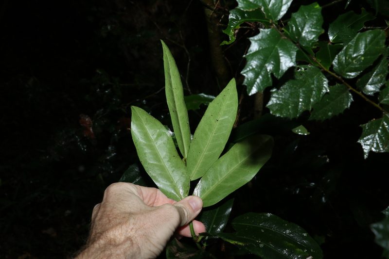 Wilkiea macrophylla, photographed by Greg Tasney