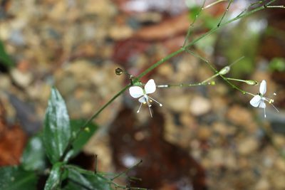 Aneilema acuminatum, photographed by Greg Tasney
