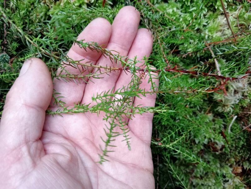 Lepidothamnus laxifolius, photographed by John Barkla