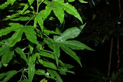 Sabdariffa heterophylla, photographed by Greg Tasney